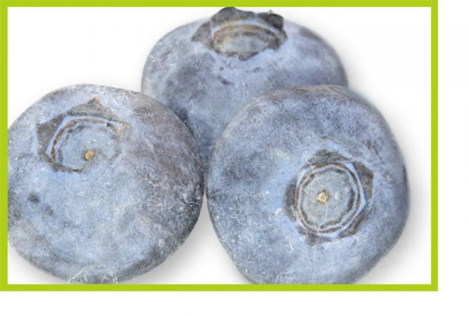 Mirtilo (Blueberry) Congelado